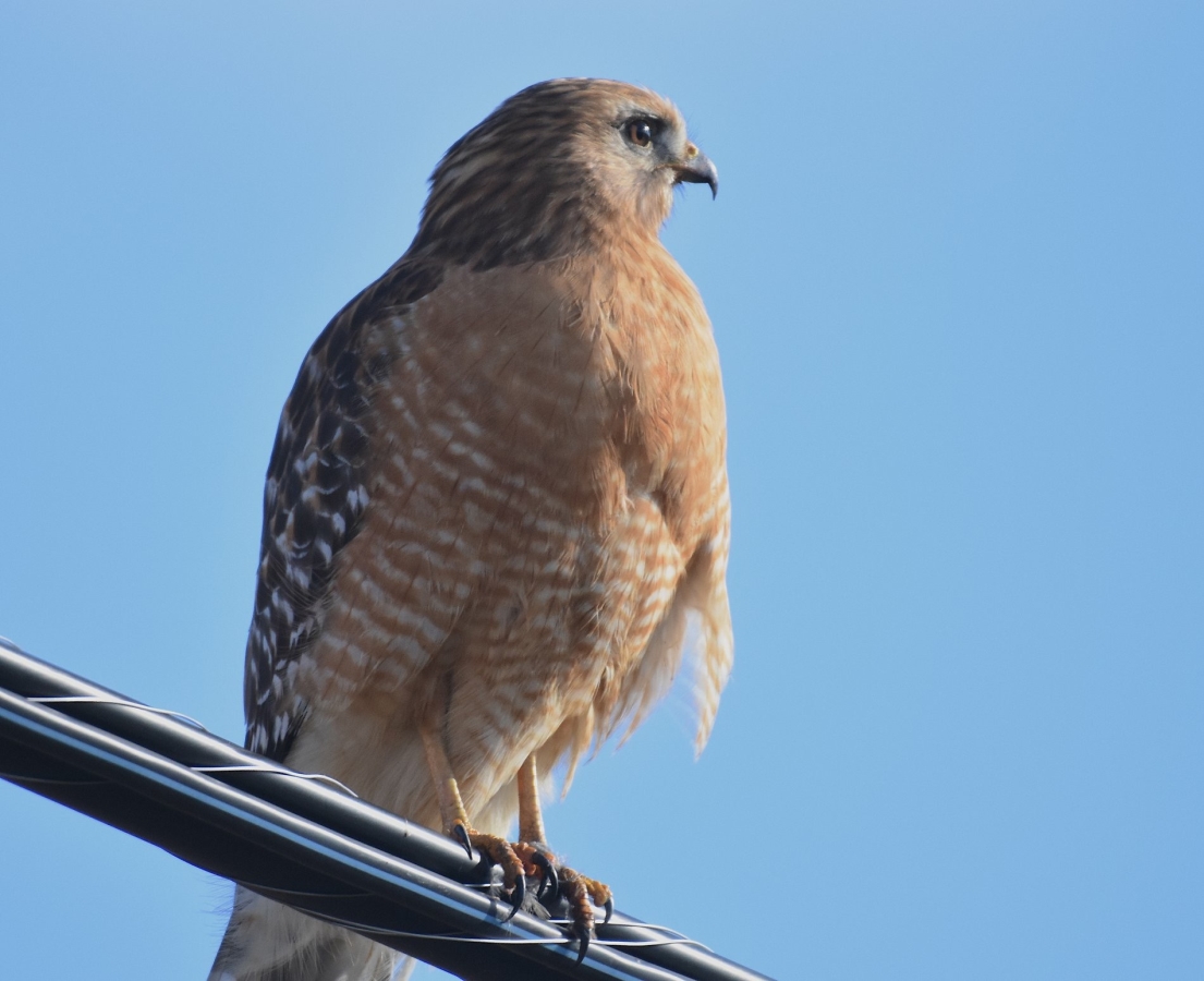 Effingham Water Authority